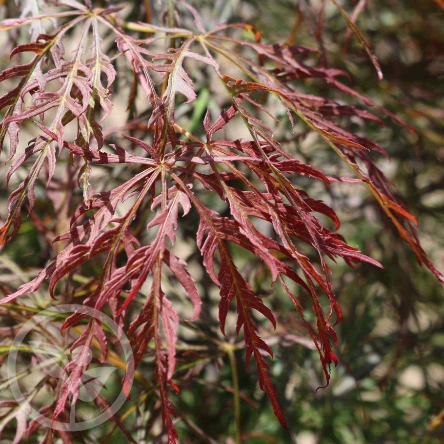 Клен крупнозубчатый