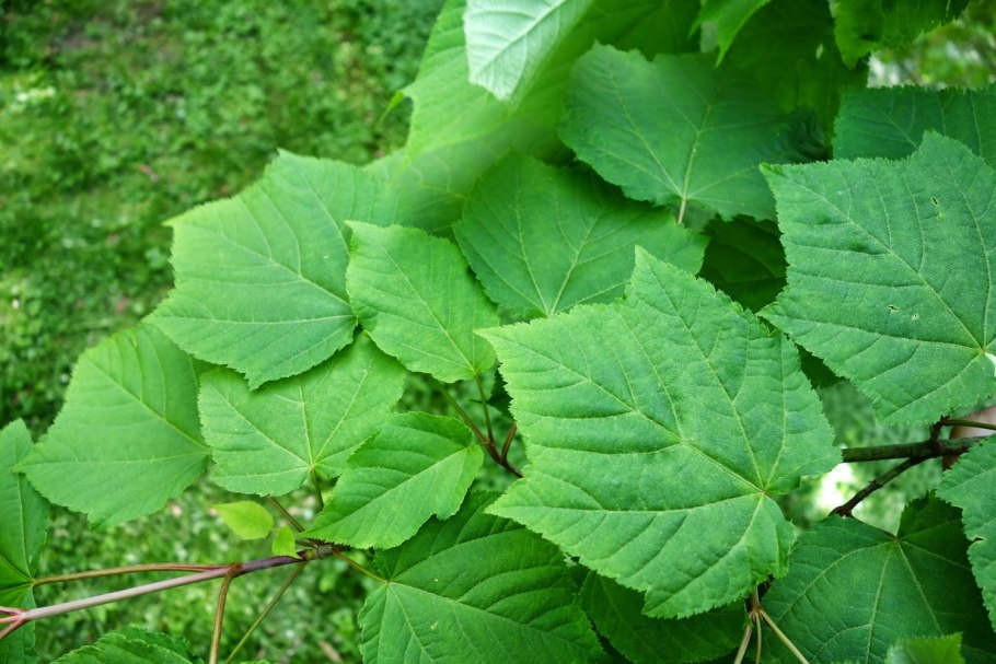 Клен зеленокорый дерево