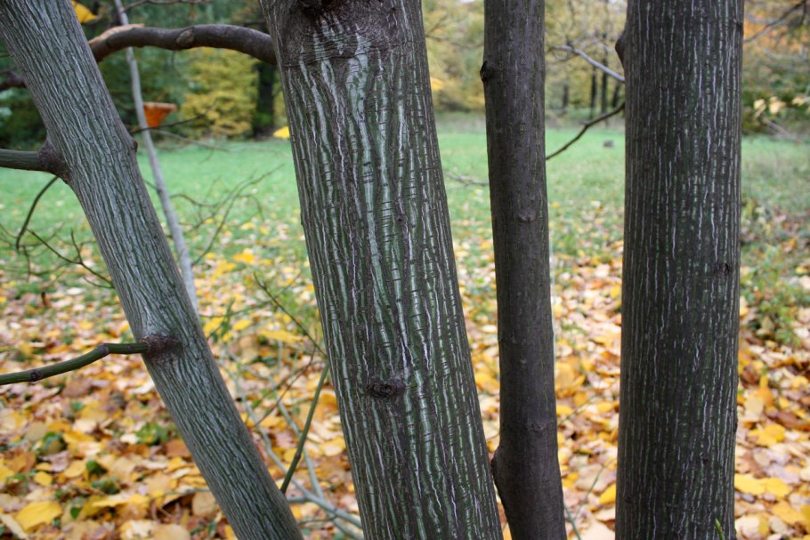 Клен зеленокорый