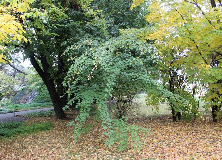 Клен зеленокорый