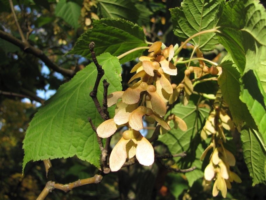 Клен зеленокорый