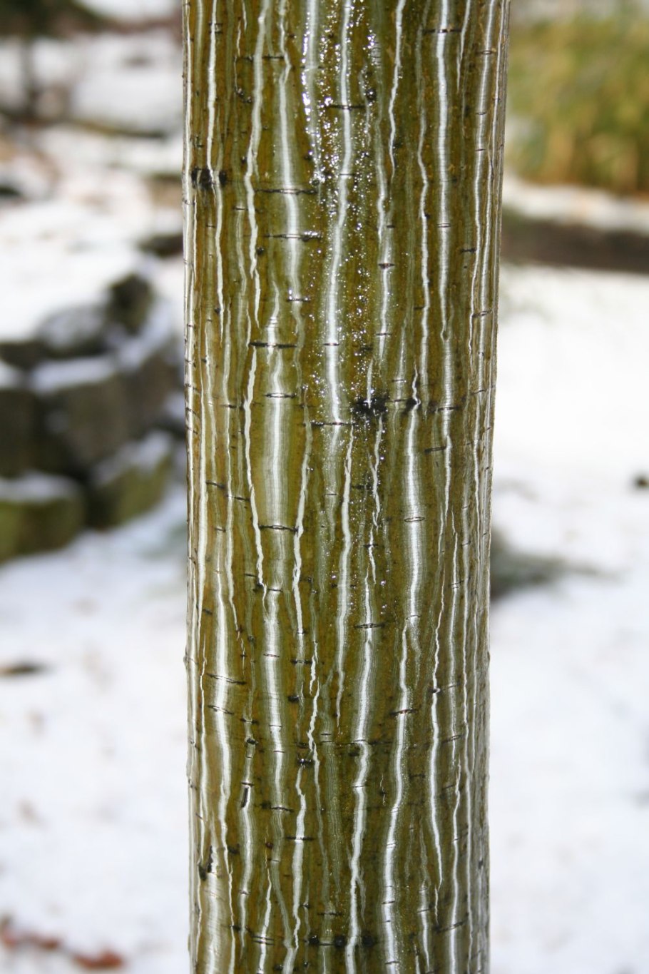 Клен зеленокорый пенсильванский