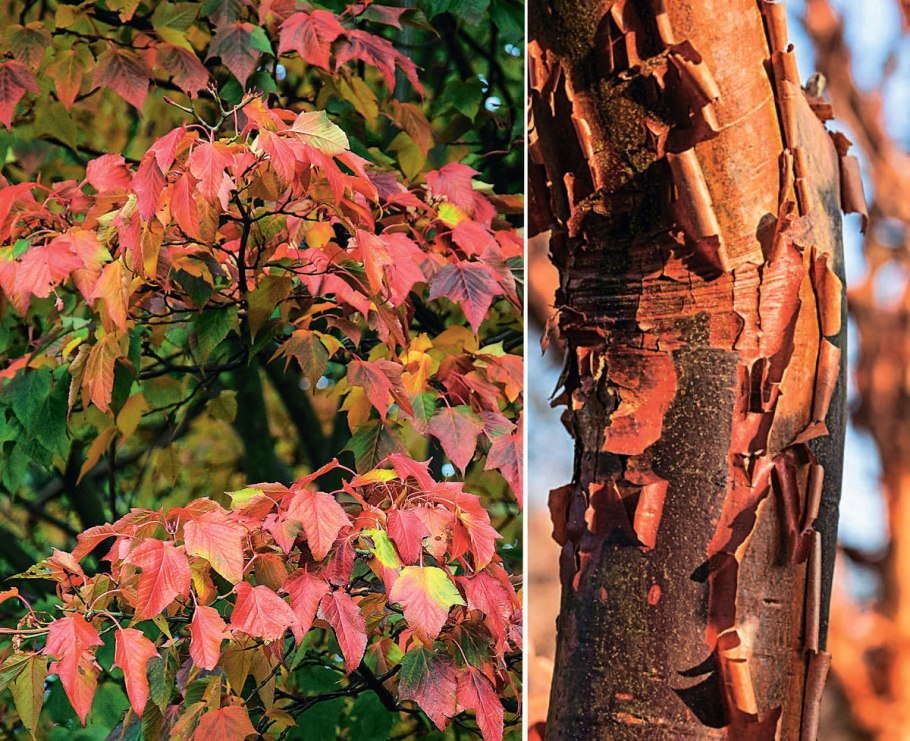 Клён зеленокорый (Acer tegmentosum)