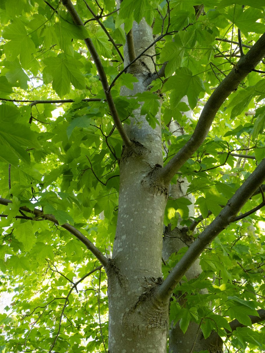 Дерево клен