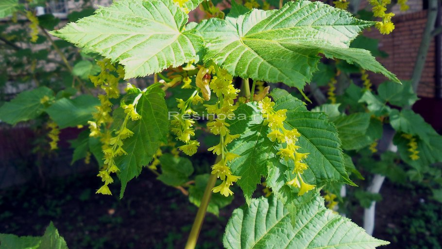 Клен рыжежилковый кустарник