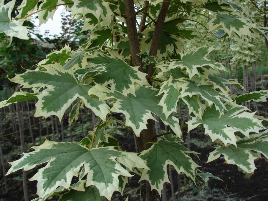 Клен остролистный друммонди