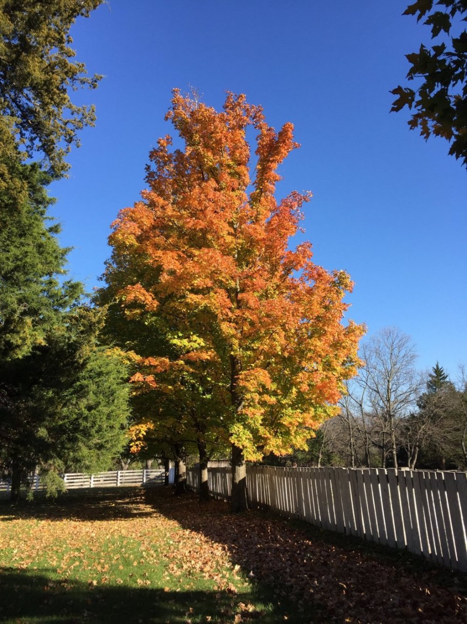 Клен зеленокорый (Acer tegmentosum)