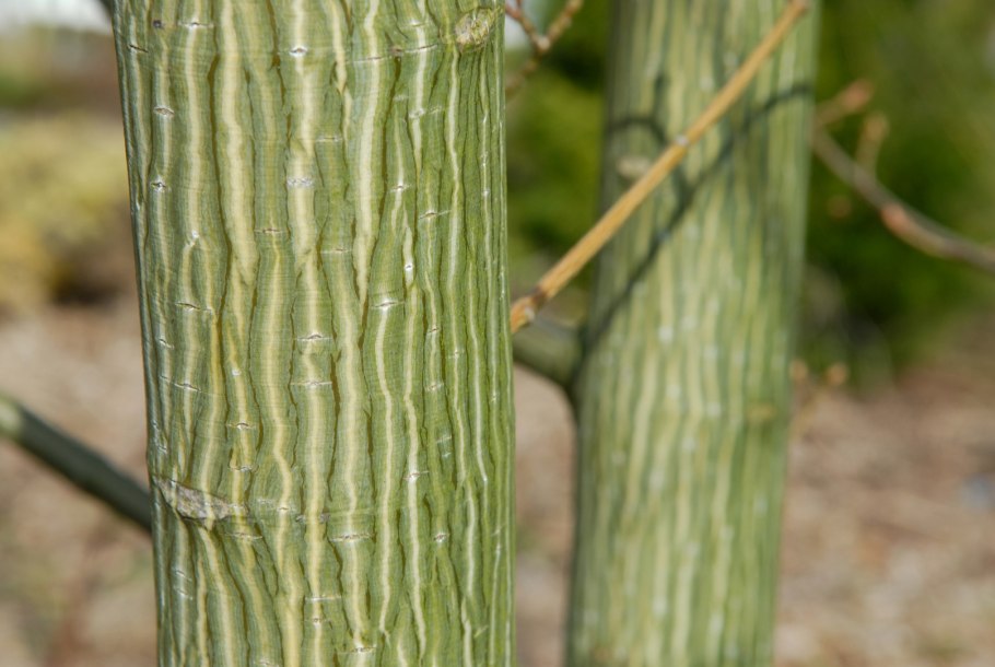 Клен Acer tegmentosum