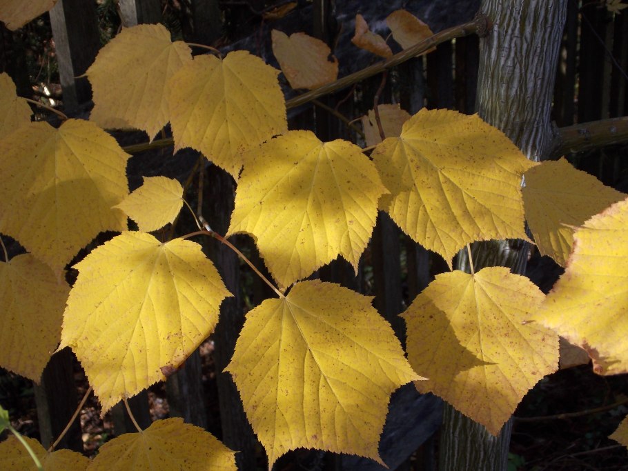 Клён Давида Acer davidii