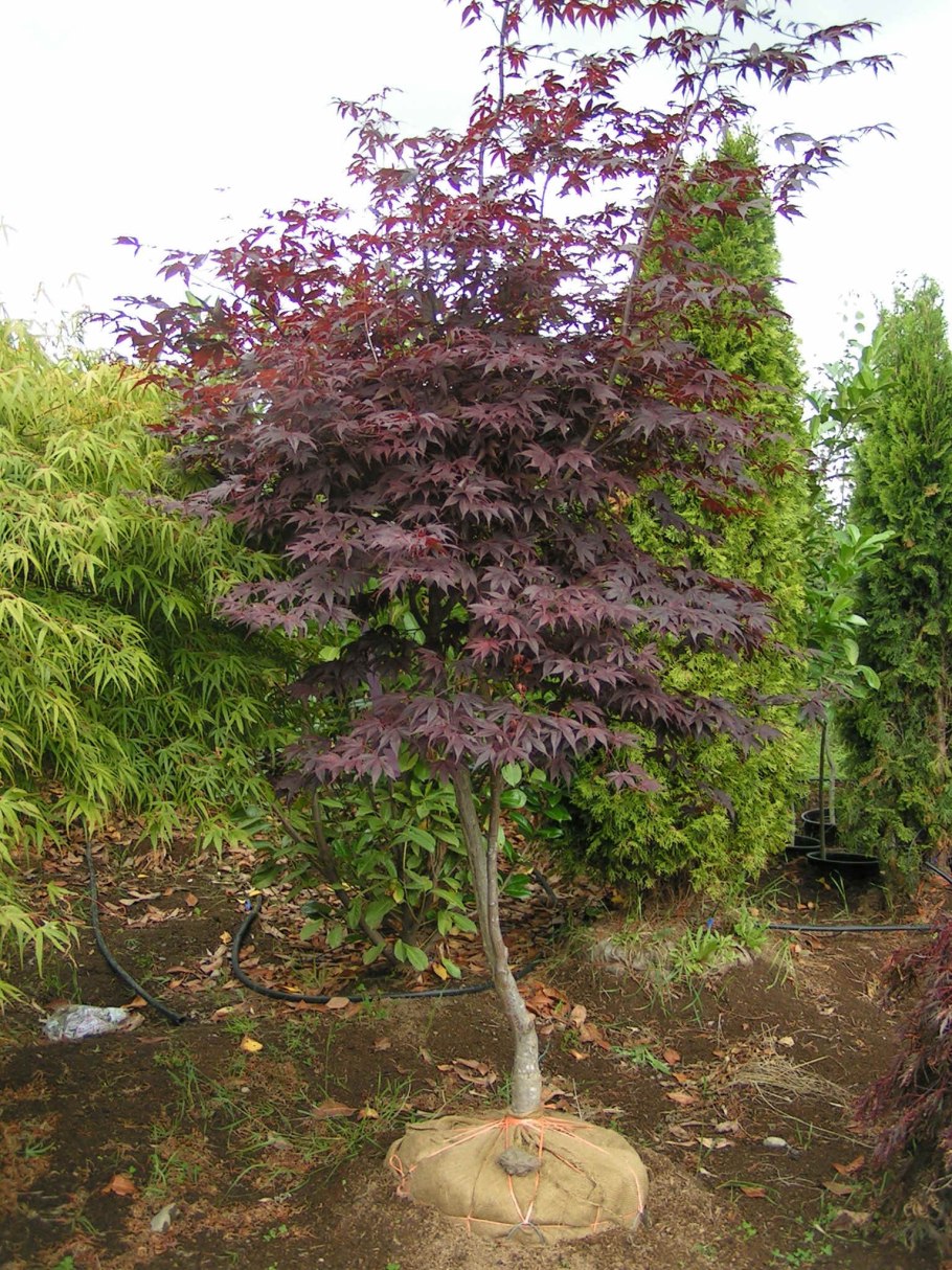 Клен зеленокорый