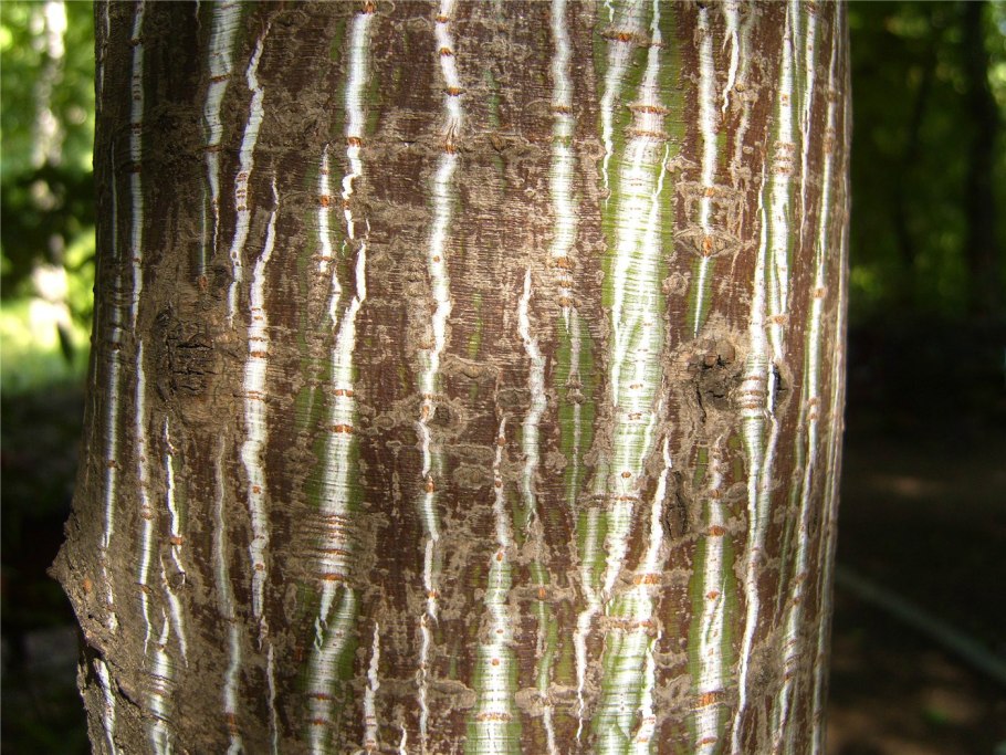 Клен белолиственный