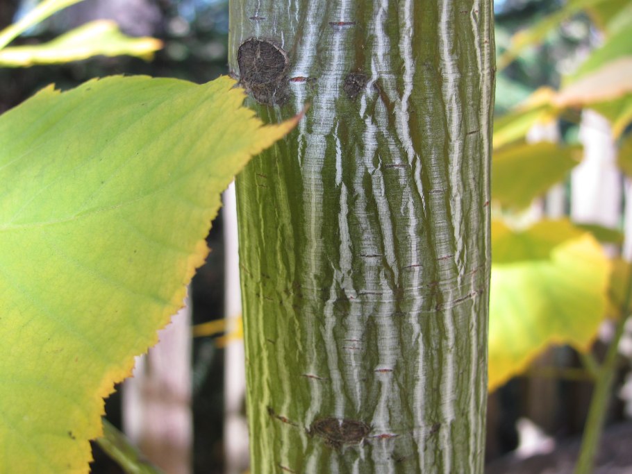 Клен зеленокорый кора