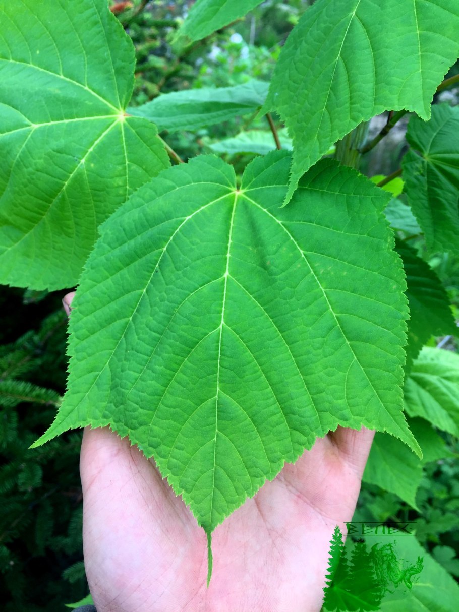 Клен зеленокорый (acer tegmentosum)