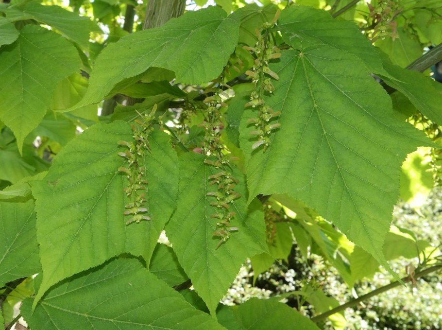 Клен зеленокорый дерево