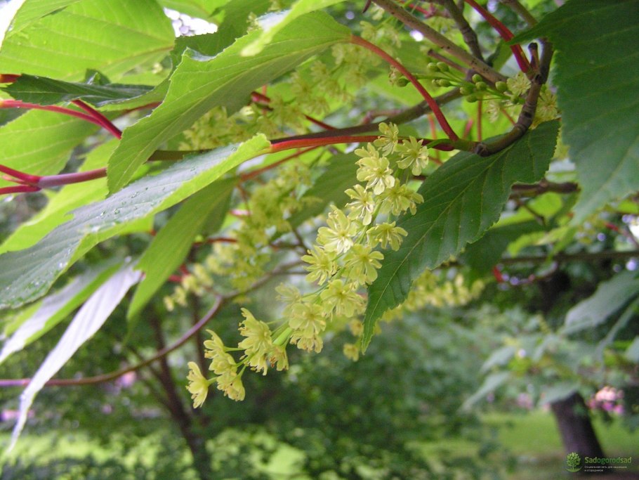 Клен змеекорый зимостойкость