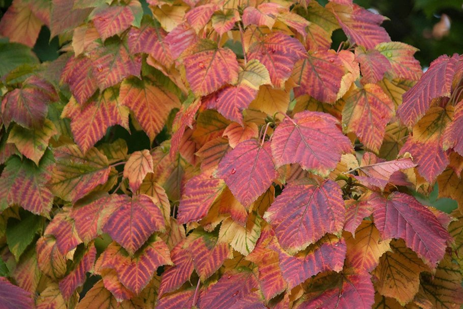 Клен Ложноплатановый семена