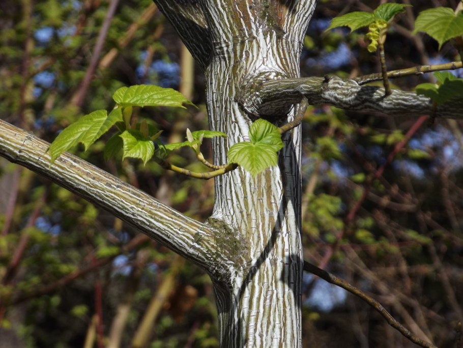 Клен зеленокорый дерево