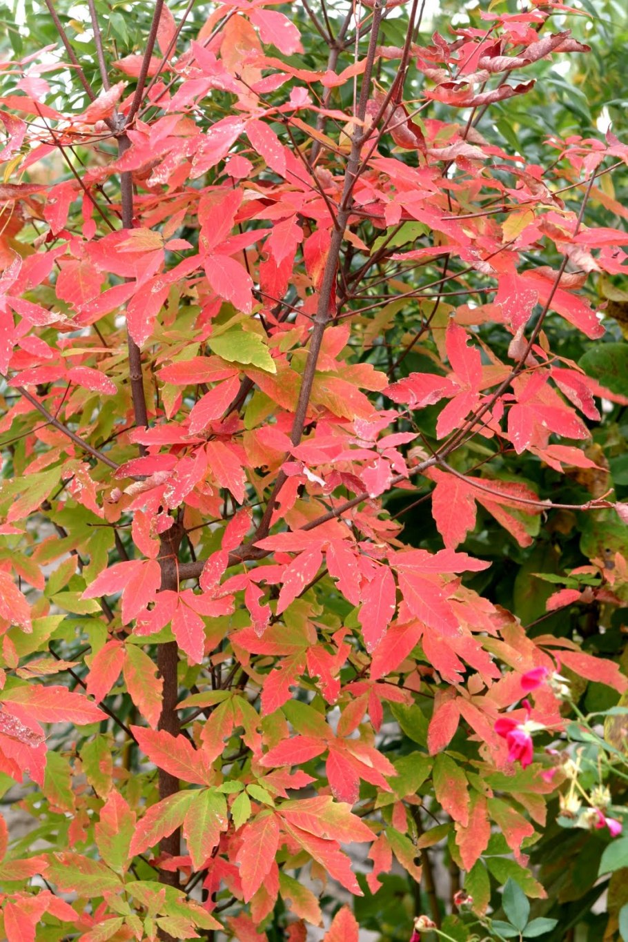 Клен зеленокорый