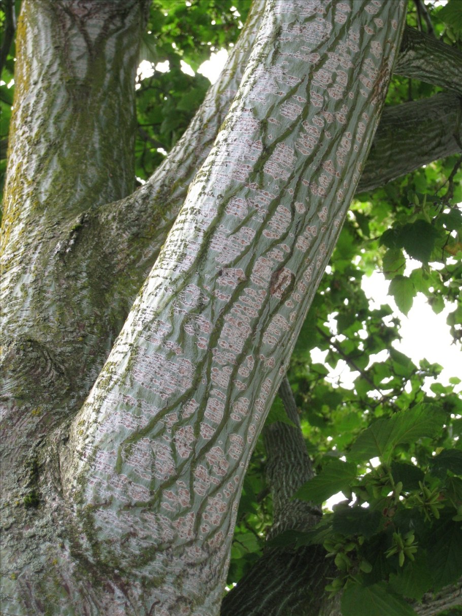 Клен зеленокорый дерево