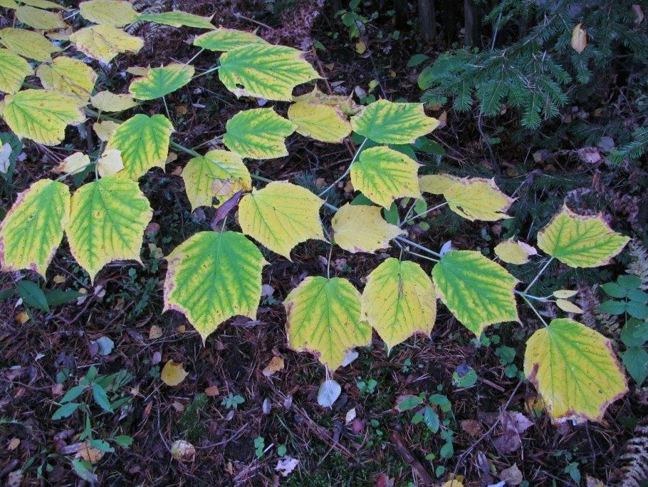 Клен зеленокорый семена