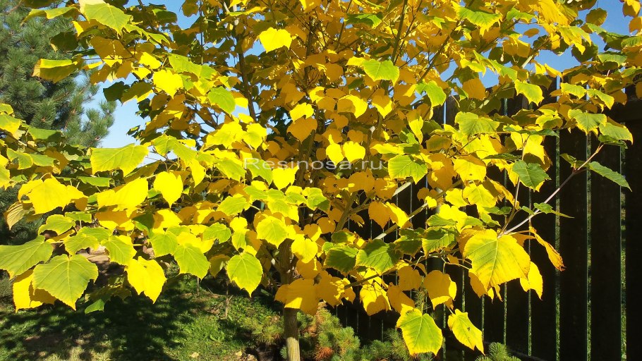 Клен зеленокорый лист