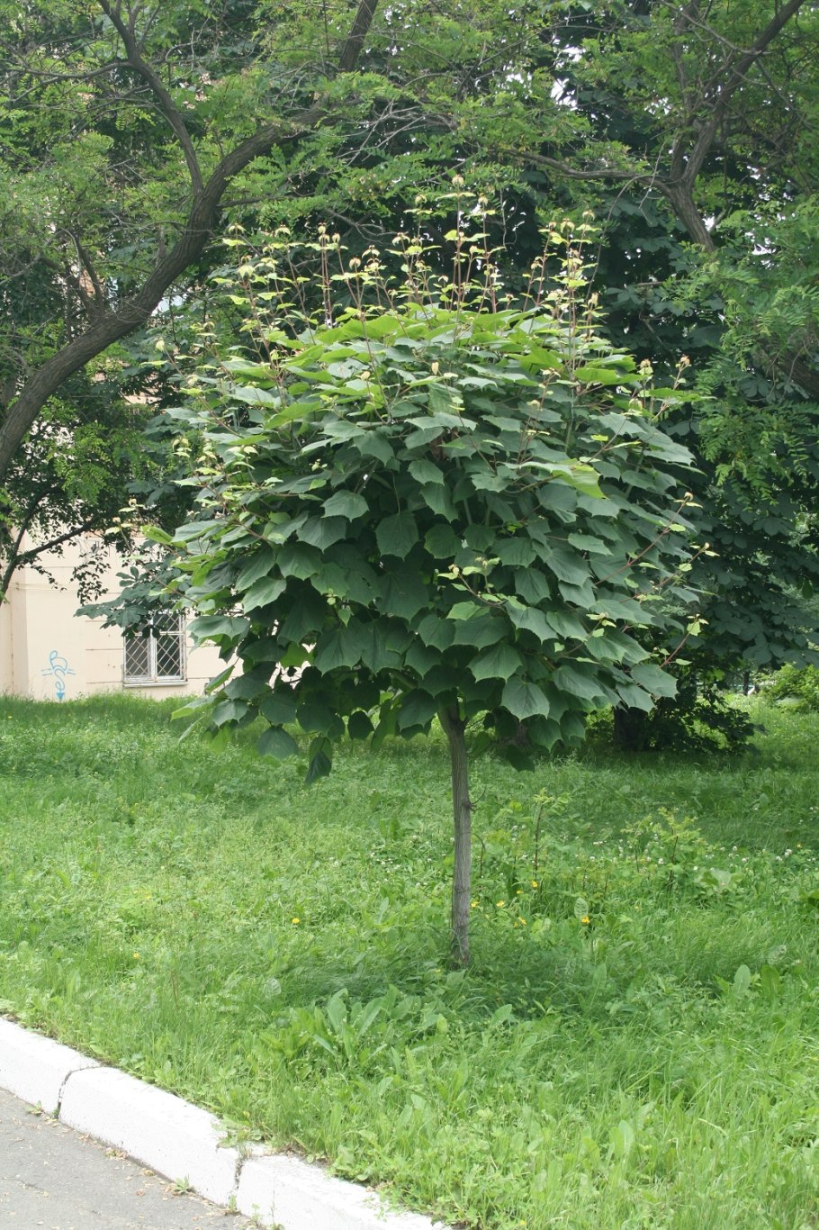 Клен зеленокорый дерево