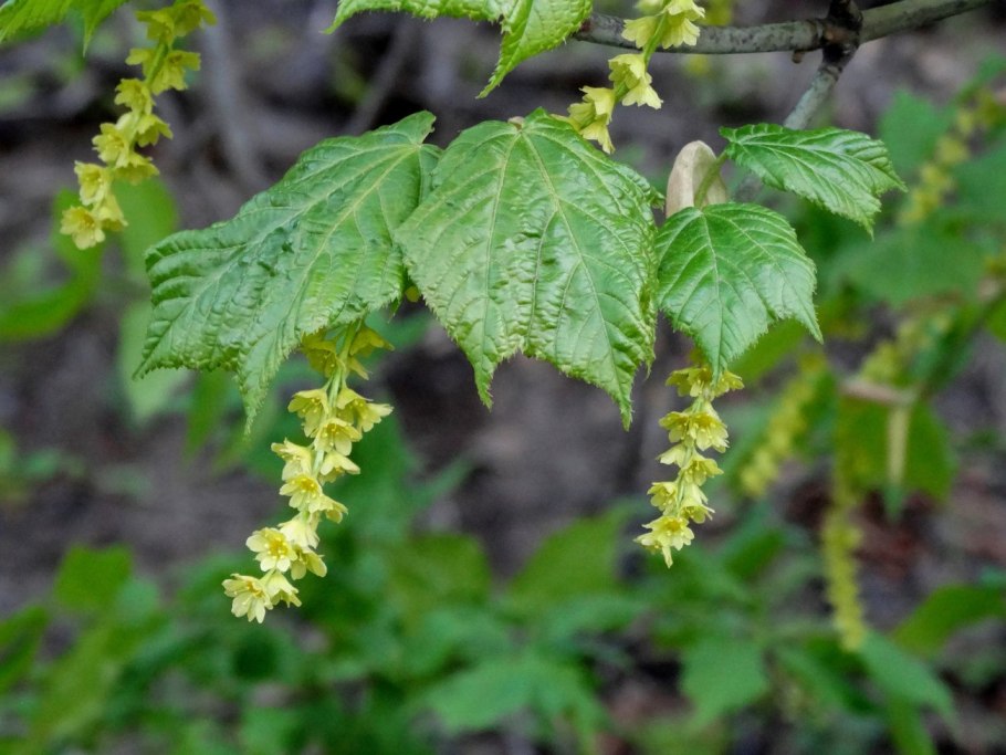 Клен зеленокорый пенсильванский