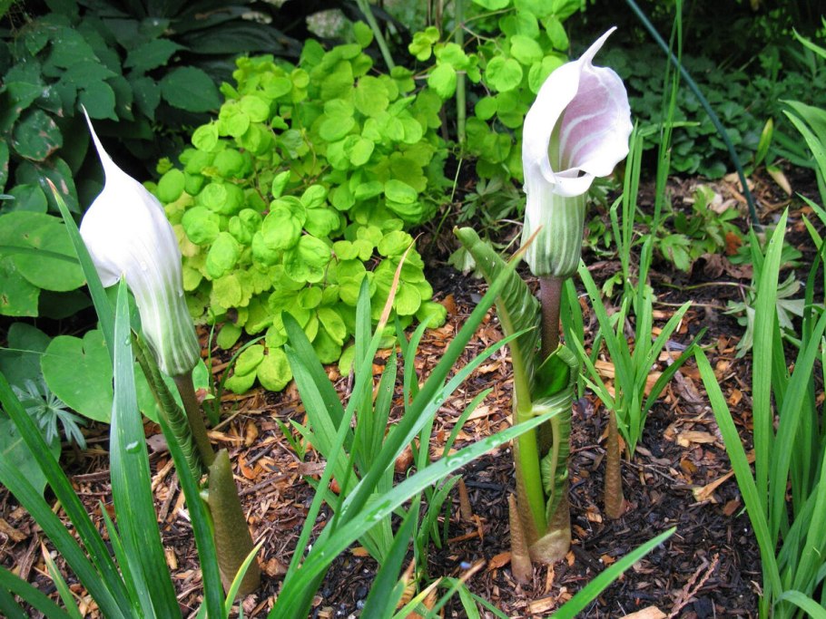 Аризема candidissimum