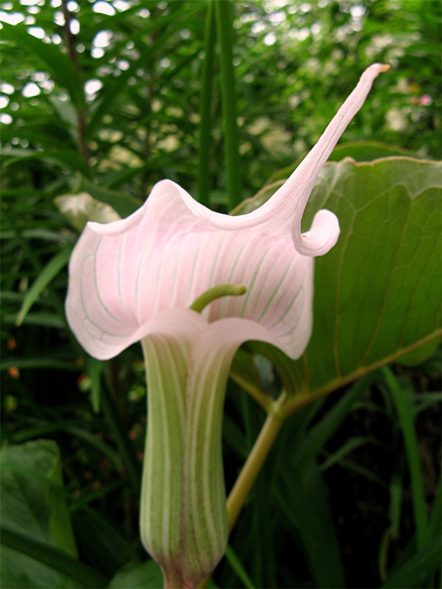 Arisaema candidissimum зимостойкость
