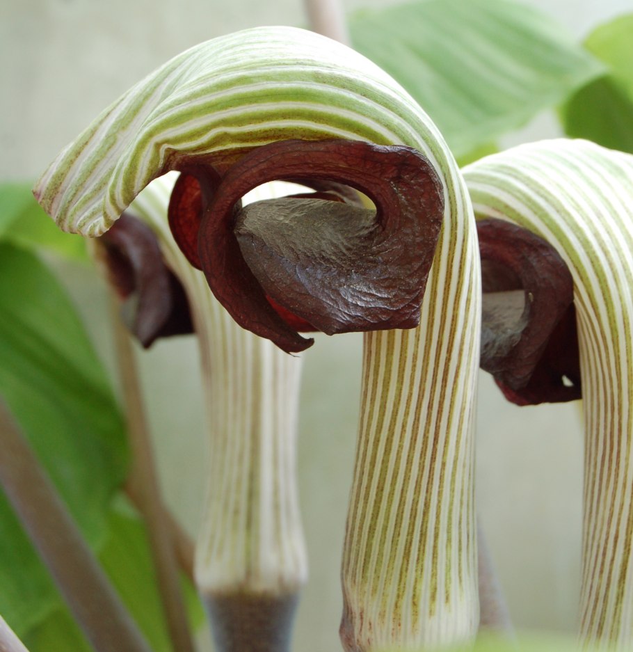 Аризема японская Arisaema japonica