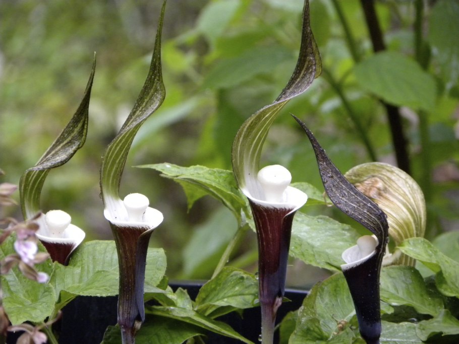 Аризема трехлистная