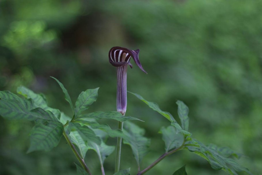 Аризема реснитчатая