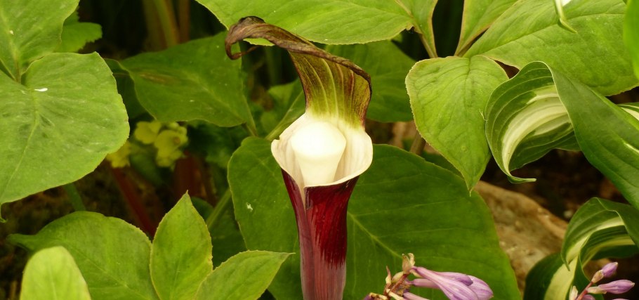 Arisaema japonica