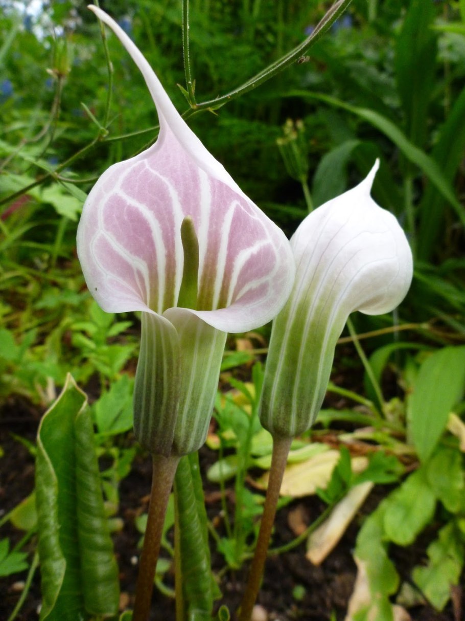 Аризема реснитчатая Arisaema ciliatum