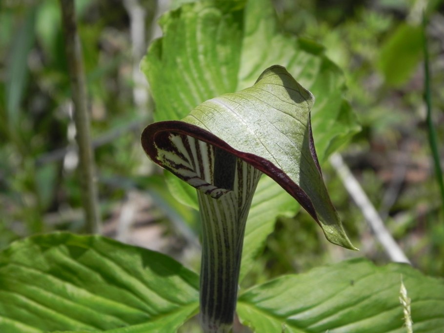 Arisaema triphyllum