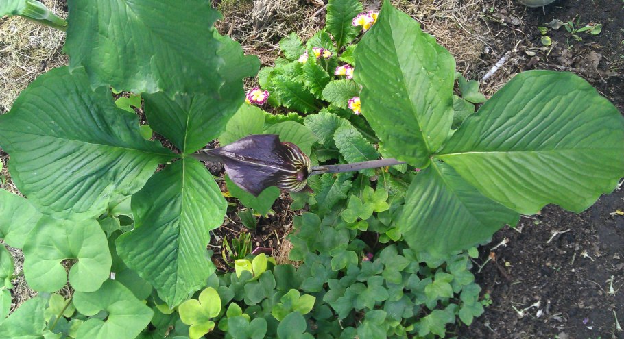 Аризема Сулье