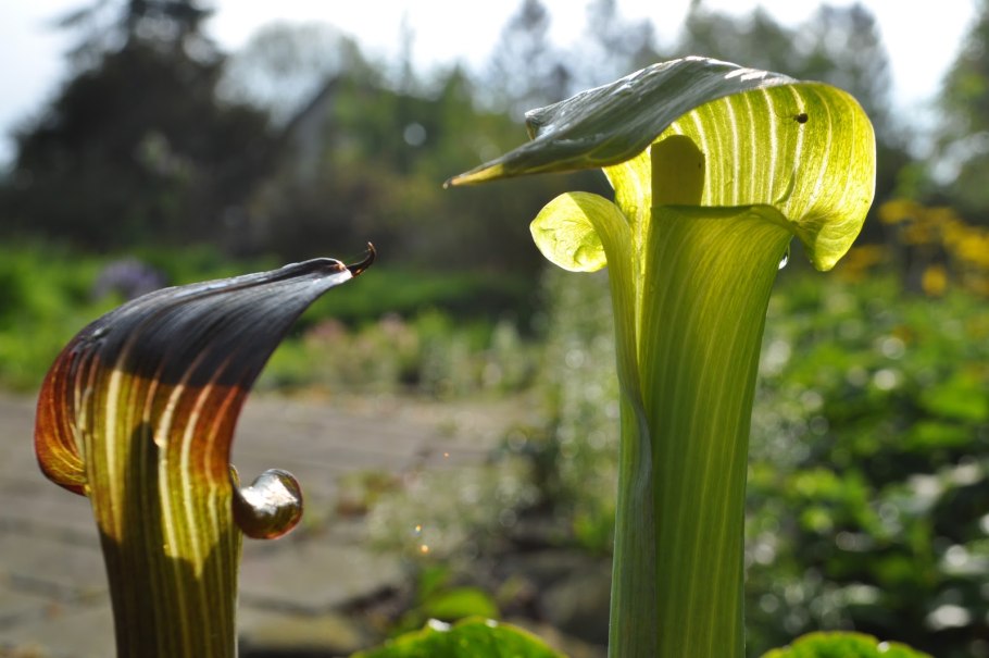 Аризема трехлистная