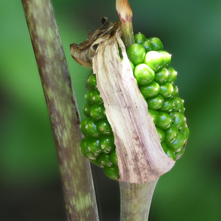 Итальянской ариземы температура