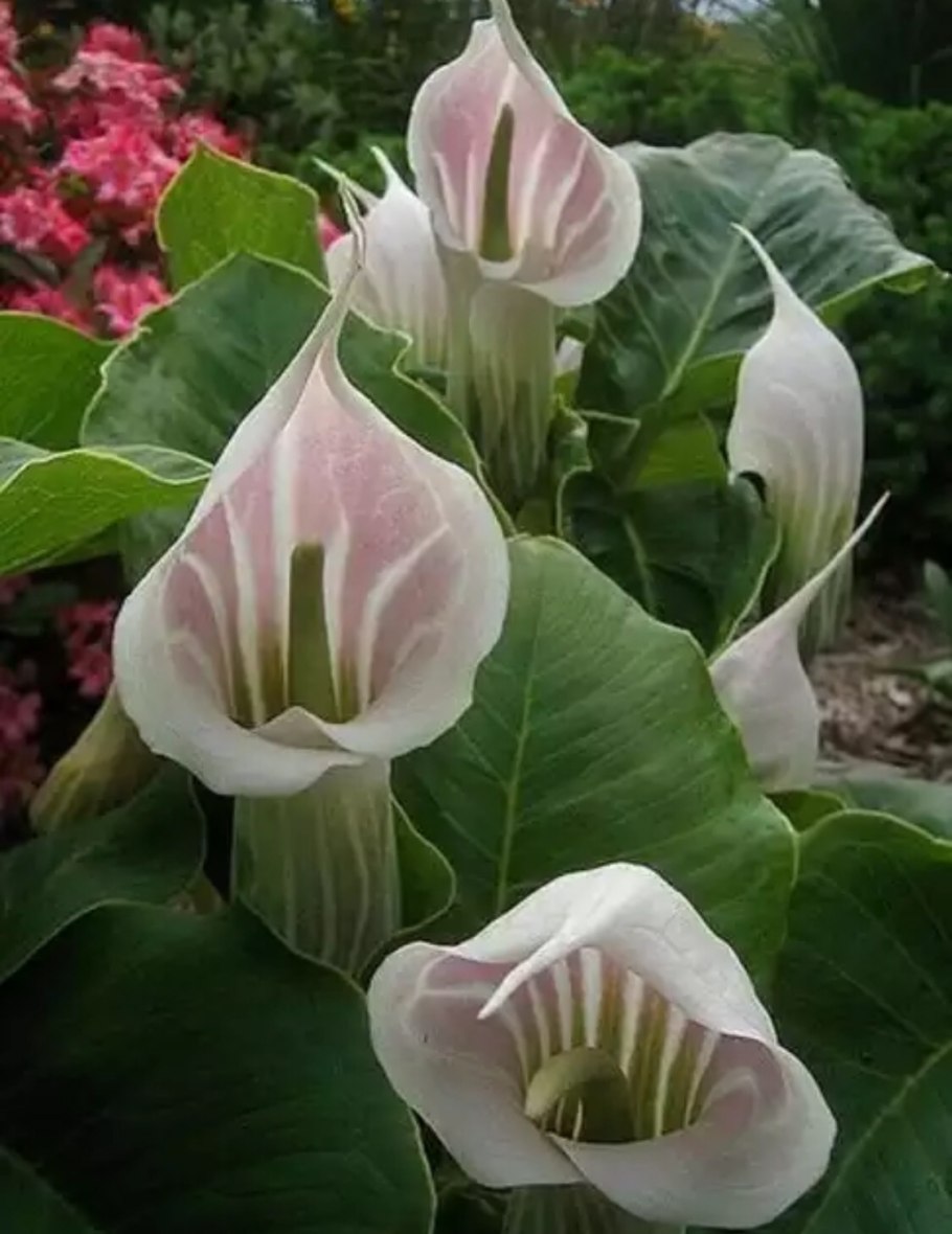 Аризема кохинхинская