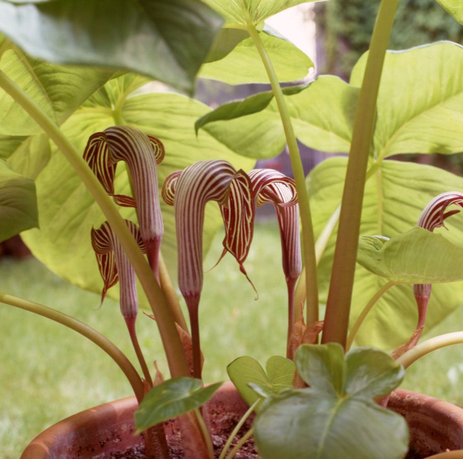 Аризема трехлистная