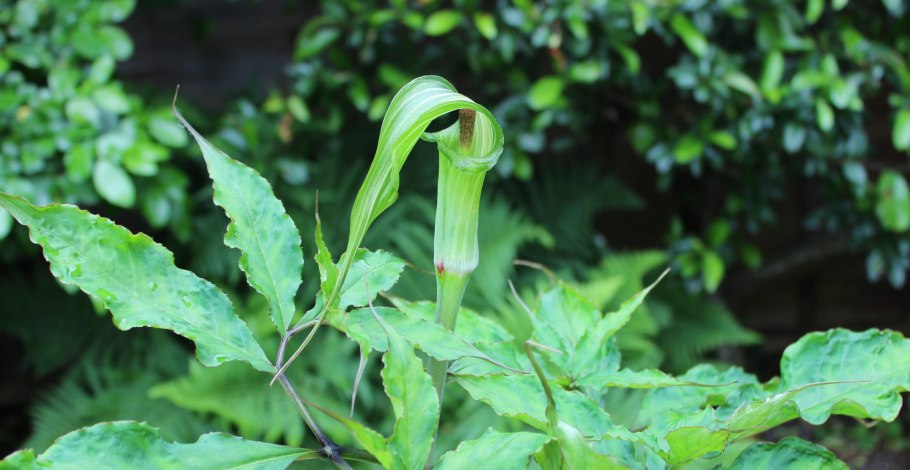 Аризема реснитчатая