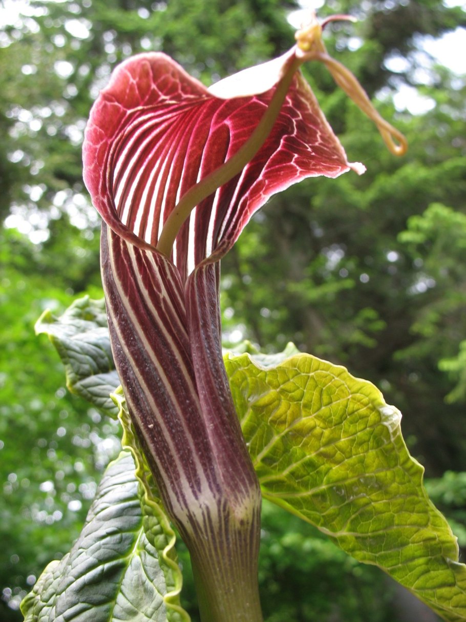 Аризема Амурская