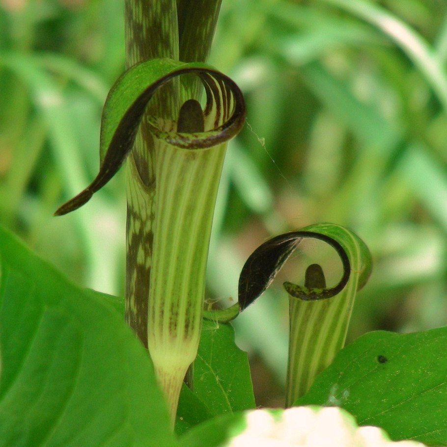 Аризема трехлистная triphyllum