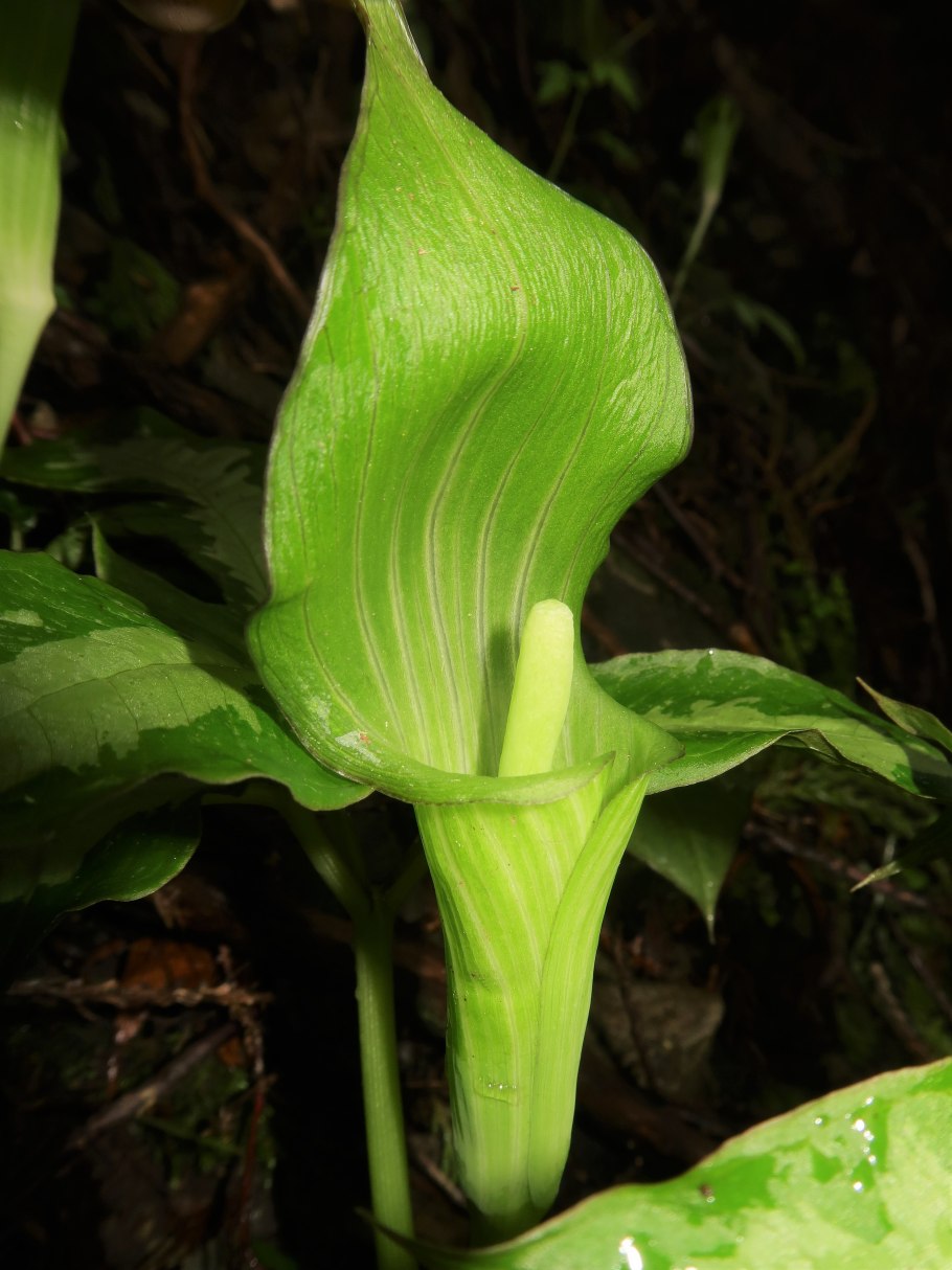 Аризема трехлистная