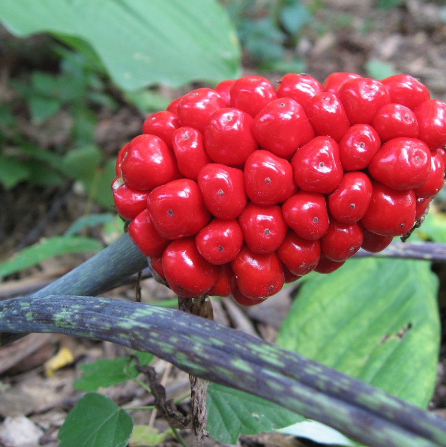 Аризема Амурская