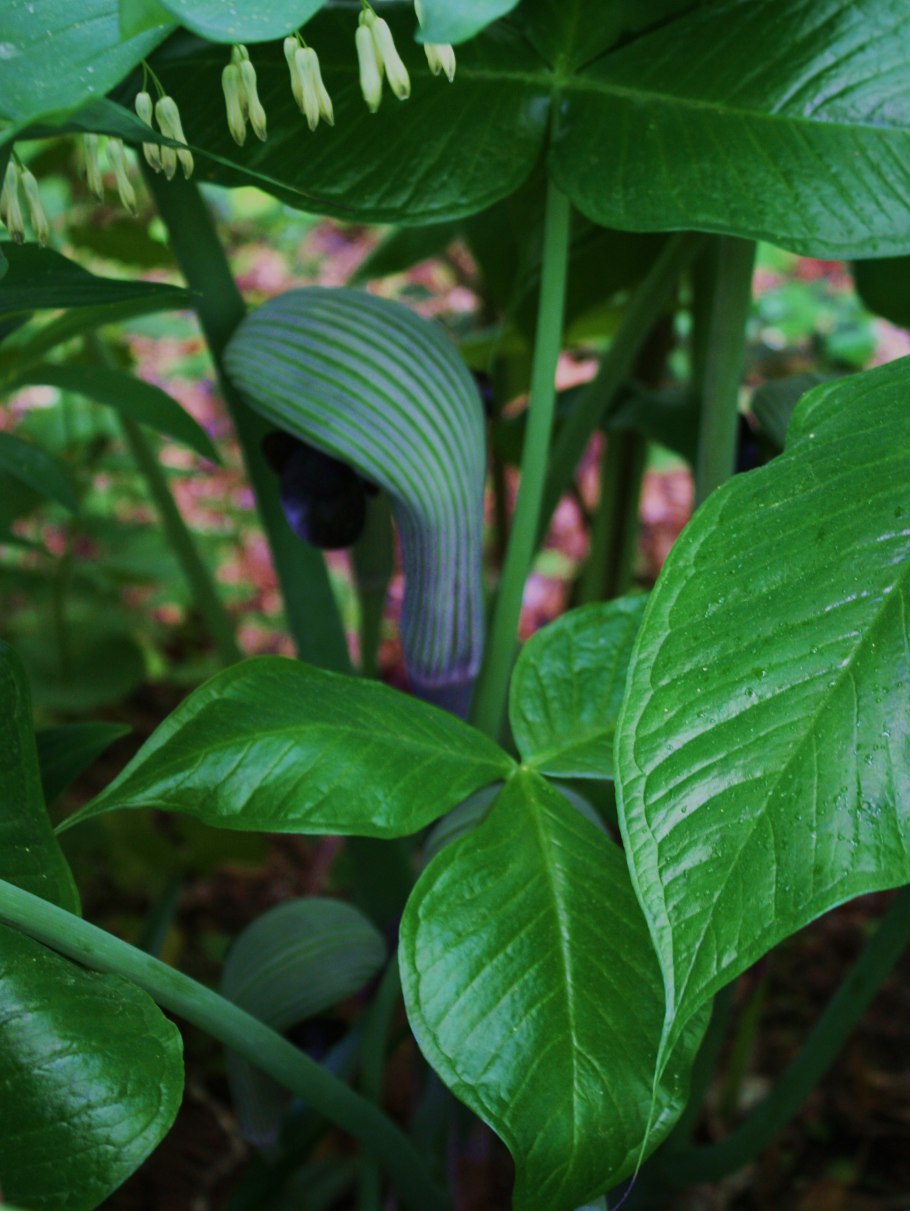 Arisaema speciosum