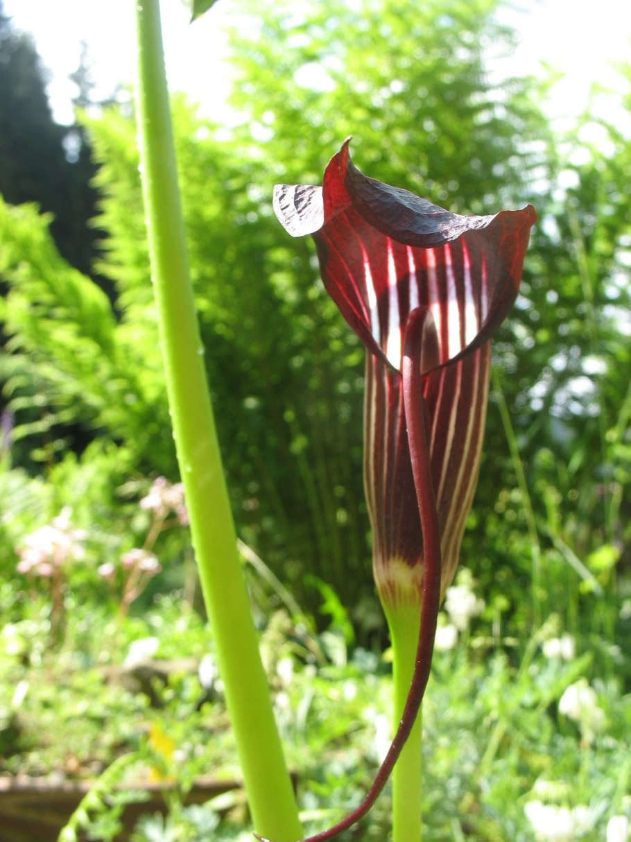 Аризема Arisaema sikokianum
