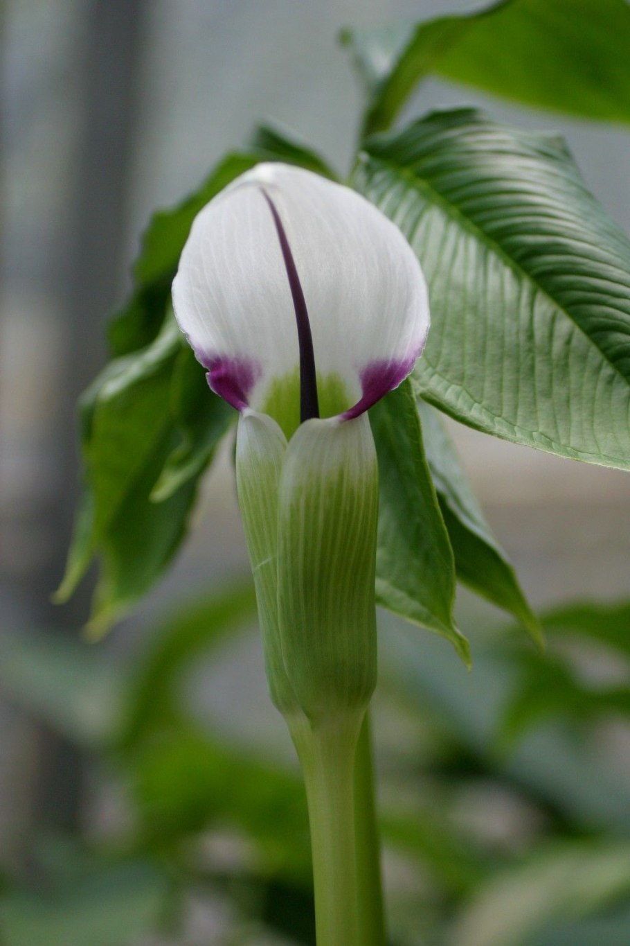 Аризема Амурская