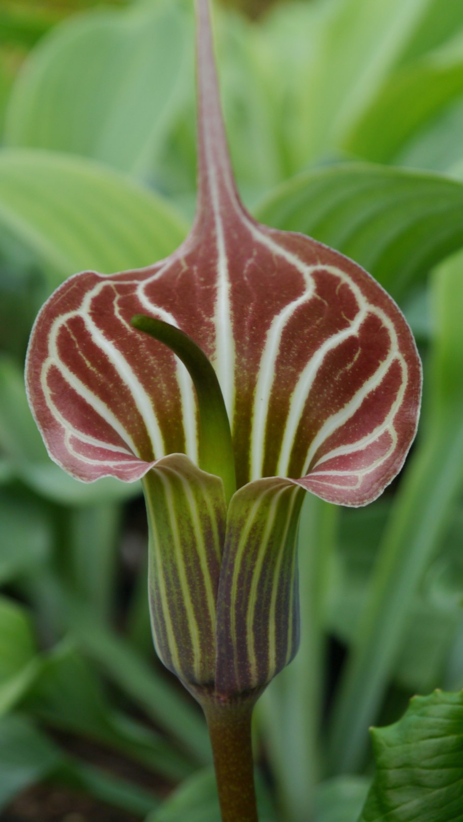 Аризема амурская