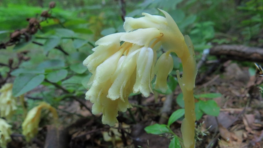 Подъельник одноцветковый (Monotropa uniflora)